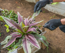 Hortas urbanas sob linhas de energia produzem toneladas de alimentos orgânicos no PR