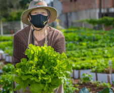 Hortas urbanas sob linhas de energia produzem toneladas de alimentos orgânicos no PR