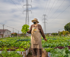 Hortas urbanas sob linhas de energia produzem toneladas de alimentos orgânicos no PR