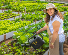 Hortas urbanas sob linhas de energia produzem toneladas de alimentos orgânicos no PR