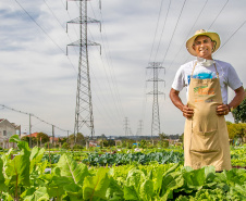 Hortas urbanas sob linhas de energia produzem toneladas de alimentos orgânicos no PR