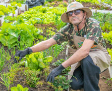 Hortas urbanas sob linhas de energia produzem toneladas de alimentos orgânicos no PR