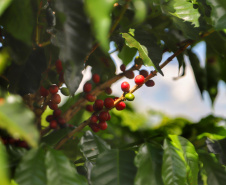 Prova de xícara define nesta semana os vencedores do Prêmio Café Qualidade Paraná 2022