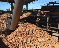 Agricultura lança novas edições do Prognóstico Agropecuário com perspectivas sobre seis produtos