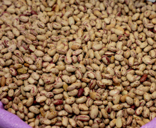 Produtores de feijão do Paraná estimam colher 242 mil toneladas na primeira safra