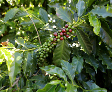 Produtoras de Pinhalão e de Tomazina vencem concurso Café Qualidade Paraná