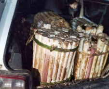 Denúncia via 181 prende suspeito de transporte de palmito ilegal no Litoral do Estado