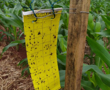 Adapar instala armadilhas para ampliar estudo sobre o enfezamento do milho