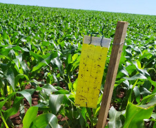 Adapar instala armadilhas para ampliar estudo sobre o enfezamento do milho