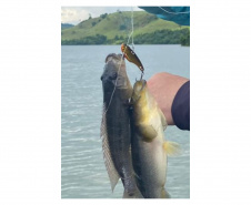 repovoamento de peixes nativos nas Bacias Hidrográficas do Paraná