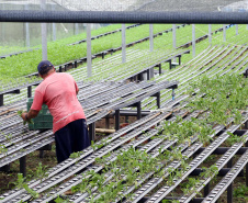 Em quatro anos, programas do Estado liberam mais de R$ 67 milhões para agricultores familiares