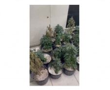 Denúncia anônima leva à apreensão de 42 pés de maconha em Curitiba