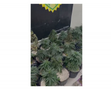 Denúncia anônima leva à apreensão de 42 pés de maconha em Curitiba