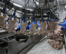 Com avicultura em destaque, Paraná produziu 4,87 milhões de toneladas de carne neste ano