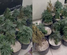 Denúncia anônima leva à apreensão de 42 pés de maconha em Curitiba