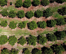 Em quatro anos, programas do Estado liberam mais de R$ 67 milhões para agricultores familiares