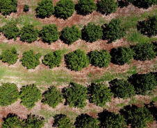 Em quatro anos, programas do Estado liberam mais de R$ 67 milhões para agricultores familiares