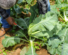 Líder nacional em produtores de orgânicos, Paraná investe para ampliar ainda mais o segmento - 