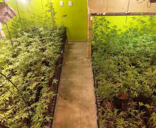  Denúncia via 181 leva polícia a apreender 400 pés de maconha e fechar laboratório de drogas em Curitiba 
