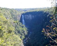 COP15: Paraná pode ser beneficiado com projetos para restauração da Mata Atlântica