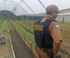 Após denúncia via 181, Polícia Militar apreende mais de 700 pés de maconha em Guaratuba