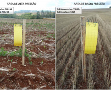 Adapar intensifica monitoramento do enfezamento do milho no Paraná
