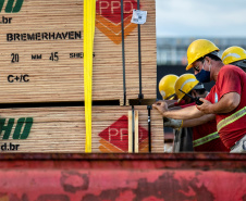 Portuários representam 11,3% da força de trabalho formal em Paranaguá