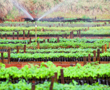 Araucárias