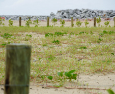 Revitalização da Orla de Matinhos vai ampliar em quase 5 vezes a área com restinga nativa