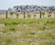 Revitalização da Orla de Matinhos vai ampliar em quase 5 vezes a área com restinga nativa