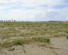 Revitalização da Orla de Matinhos vai ampliar em quase 5 vezes a área com restinga nativa