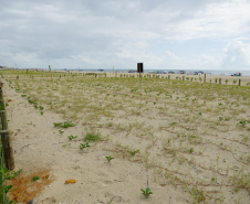 Revitalização da Orla de Matinhos vai ampliar em quase 5 vezes a área com restinga nativa