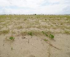 Revitalização da Orla de Matinhos vai ampliar em quase 5 vezes a área com restinga nativa