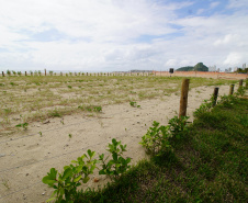 Revitalização da Orla de Matinhos vai ampliar em quase 5 vezes a área com restinga nativa