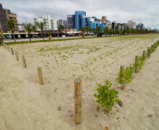 Revitalização da Orla de Matinhos vai ampliar em quase 5 vezes a área com restinga nativa