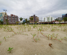 Revitalização da Orla de Matinhos vai ampliar em quase 5 vezes a área com restinga nativa