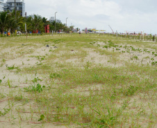 Revitalização da Orla de Matinhos vai ampliar em quase 5 vezes a área com restinga nativa