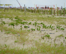 Revitalização da Orla de Matinhos vai ampliar em quase 5 vezes a área com restinga nativa