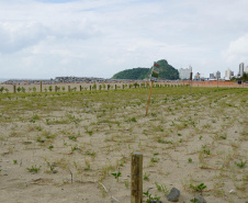 Revitalização da Orla de Matinhos vai ampliar em quase 5 vezes a área com restinga nativa