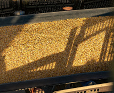 Volume de milho embarcado em janeiro, pelo Porto de Paranaguá, está 161% maior