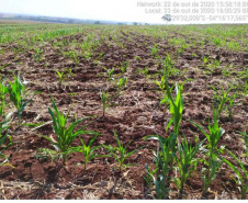 Adapar intensifica monitoramento do enfezamento do milho no Paraná