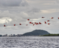 *Veranistas são orientados a respeitar distância dos bandos de guarás no litoral*