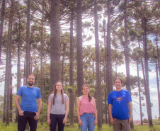 Grupo com professores da UEPG descobre registro rupestre inédito de araucárias