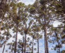 Grupo com professores da UEPG descobre registro rupestre inédito de araucárias