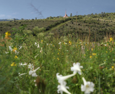 Pesquisadores botânicos percorrem diversas áreas protegidas no Paraná em busca de espécies ameaçadas da flora