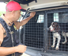 Cães da PRE