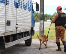 Cães da PRE