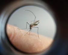 Com surto de chikungunya no Paraguai, Saúde emite alerta para casos da doença no Paraná