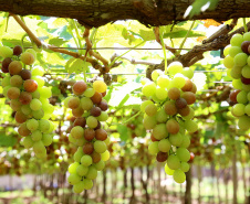 Programa de apoio à produção de uvas e derivados no Paraná reforça ações em 2023