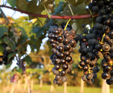 Programa de apoio à produção de uvas e derivados no Paraná reforça ações em 2023